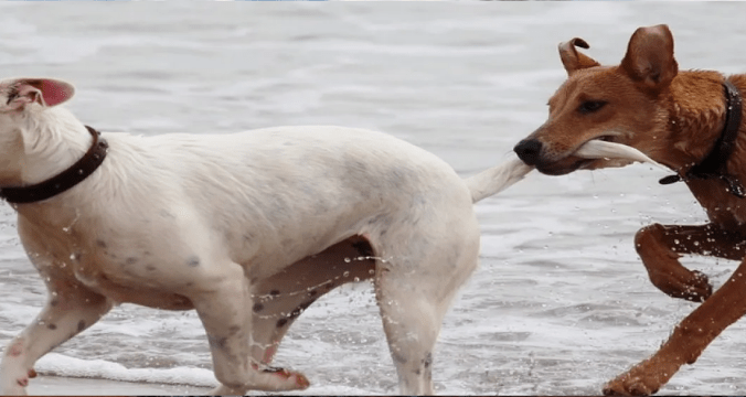 Donde viajar con tu perro